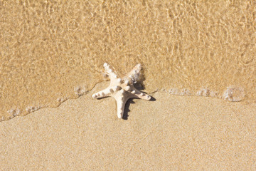 Starfish on sand in water. Sea background.