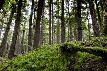 Temperature Rainforest and Moss, Alaska