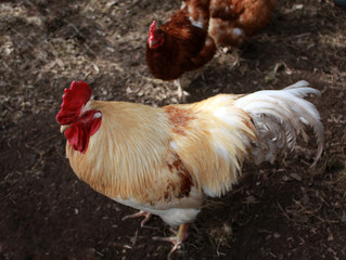 cock and hen in the hen house