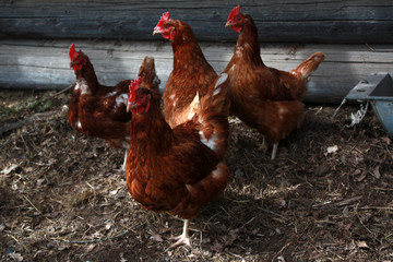Some hens in the hen house