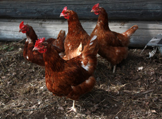 Some hens in the hen house