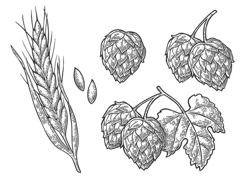 Set hop herb plants with leaf and Ear of wheat. Vector vintage engraved illustration.