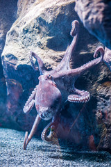 A large octopus with tentacles © galitskaya