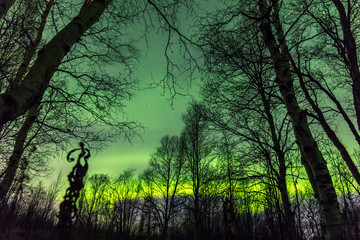 Polar lights.The mystical glow of the Northern lights over the tree tops in autumn forest