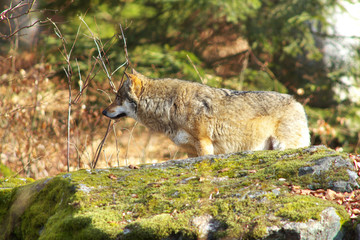 Alone Wolf in Forest