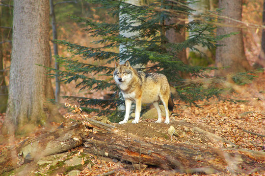 Alone Wolf in Forest