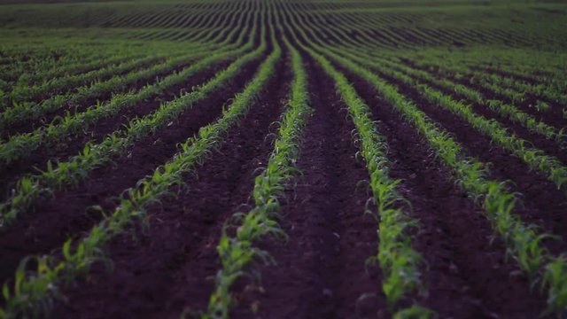 corn field planted with beautiful lines