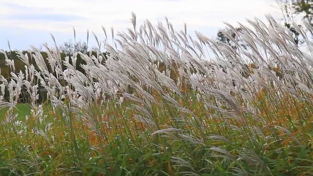 Cortaderia selloana shaken by the wind