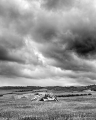 Cloudy landscape trees