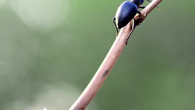 extreme close up of black beetle