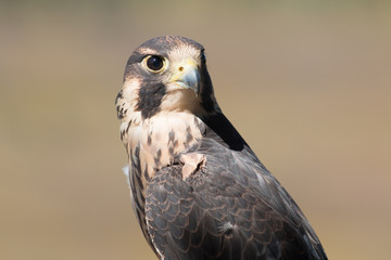 Peregrine Falcon in Grand Tetons National Park