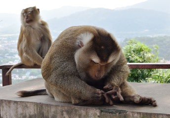 Monkey in forest in Thailand 