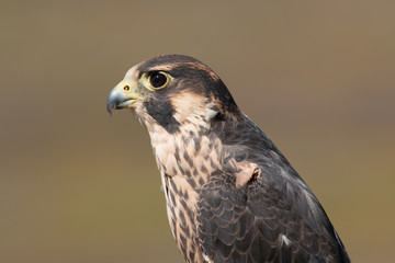 Peregrine Falcon in Grand Tetons National Park