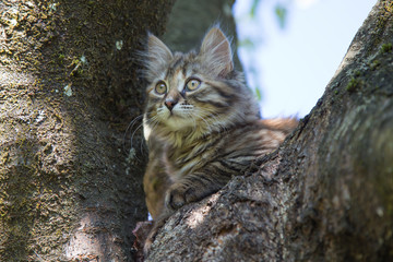 Chaton