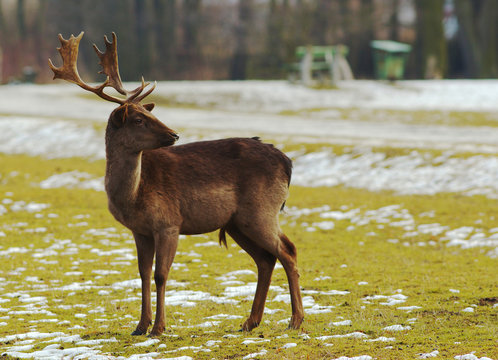 Fallow deer