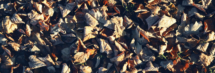Frost on leaves, panorama