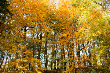 Fototapeta na wymiar Romantischer Weg durch den Herbstwald lädt zum träumen ein