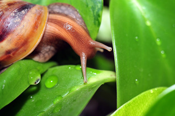 Snail crawling in the leaves