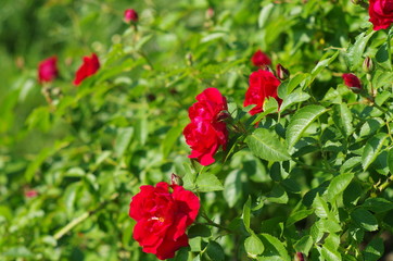 Obraz premium Red roses in the garden