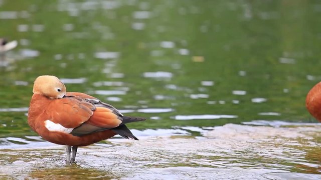 Ruddy shelduck in city park