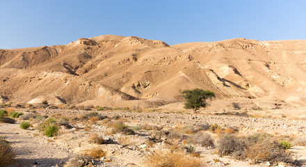 Fototapeta na wymiar Desert mountains tree valley landscape view, Israel nature.