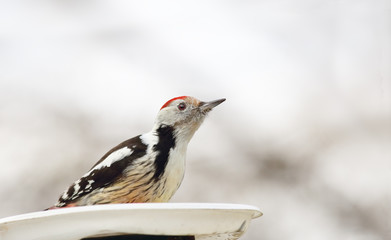 The woodpecker's strong. He can afford to stand in the trough