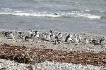 Obraz premium Punta Arenas - Penguin Colony