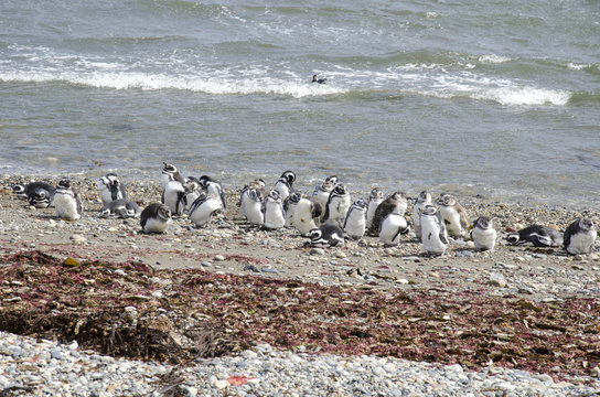Punta Arenas - Penguin Colony