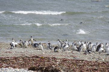 Punta Arenas - Penguin Colony