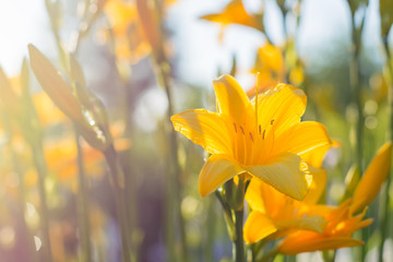 Fototapeta na wymiar Желтая лилия в саду в лучах солнца