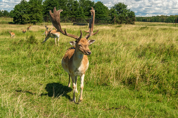 Male deer grazing in field