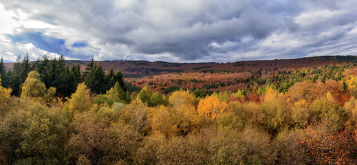 Herbstwald Panorama