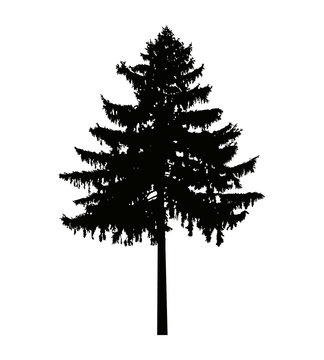 Image silhouette of pine tree. Can be used as poster, badge, emblem, banner, icon, sign, decor.