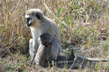 Monkey nursing baby 