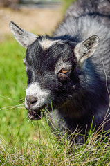 Portrait of grey baby goat kid chewing grass