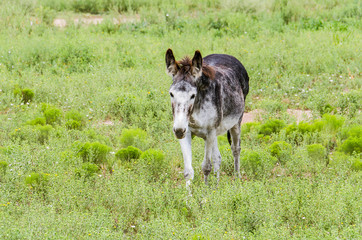 Small cute donkey walking forward in grass