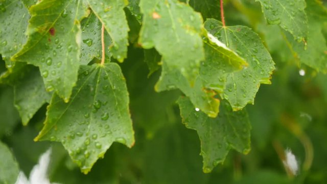 Raindrops falling on a maple trees leafs