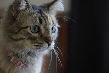 Long-haired, green-eyed tabby