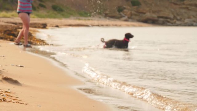 Slow motion shot of a woman playing with dog on beach