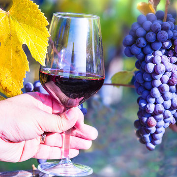 Glass Of Red Vine In Hand And Grape In Vineyards