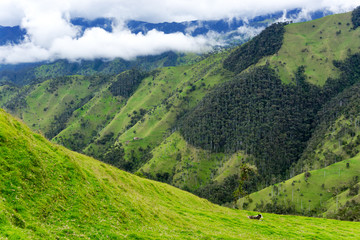 Cow and Green Landscape