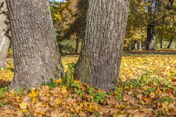 Fall Foliage Yellow Maple Leaves Falling From Tree