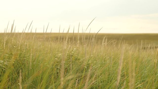 Slow motion shot of the grass blowing in wind on hillside