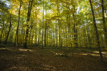 Naklejka premium sonnendurchfluteter Herbstwald