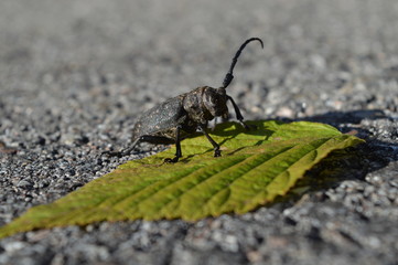 longhorn beetle on green leaf on the black asphalt road background