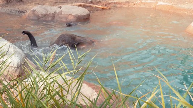 Elephant taking a bath at the zoo in summer