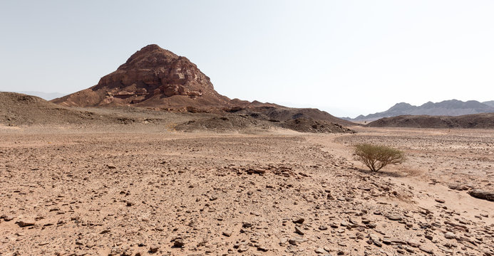 Desert tree mountains range landscspe composition.