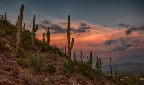 saguaro © Jens Bernard