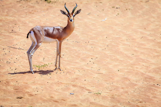 Arabian Gazelle