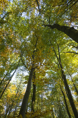 Fototapeta premium sonnendurchfluteter Herbstwald